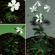 Illustration for article titled This ancient Arctic plant regenerated after being frozen for 32,000 years